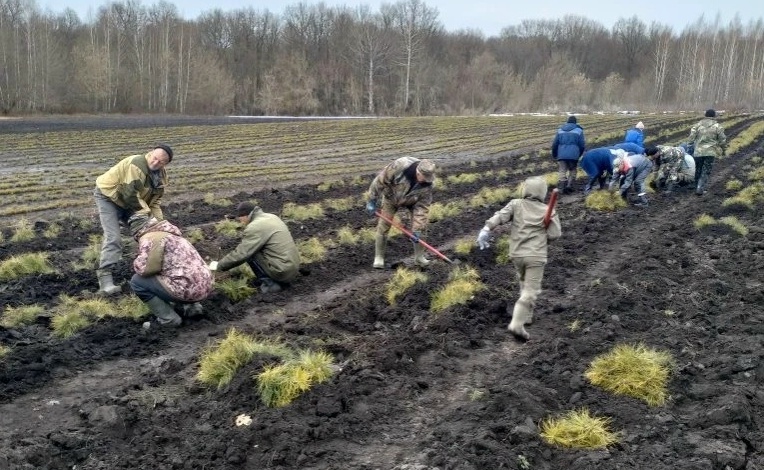 В Хвалынском нацпарке восстанавливают лес после пожара